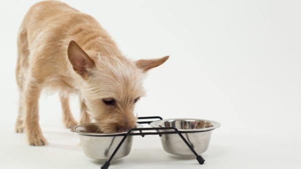 Best Dog Food For Small Dogs 101