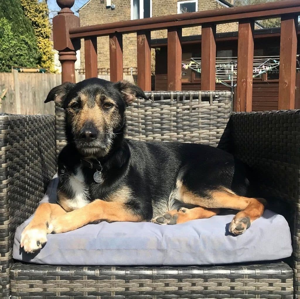 Long Legged Dachshund A Surprisingly Tall Boy