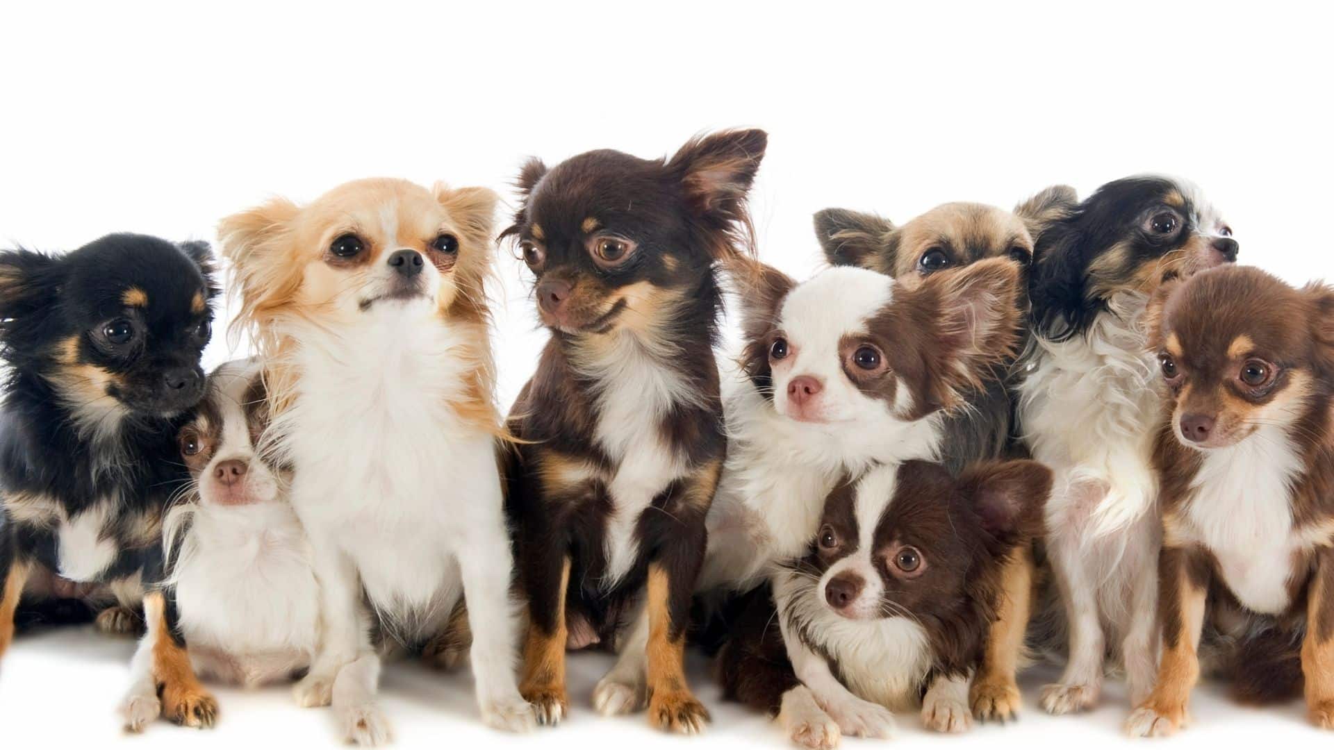 what is a chihuahua mix? 2