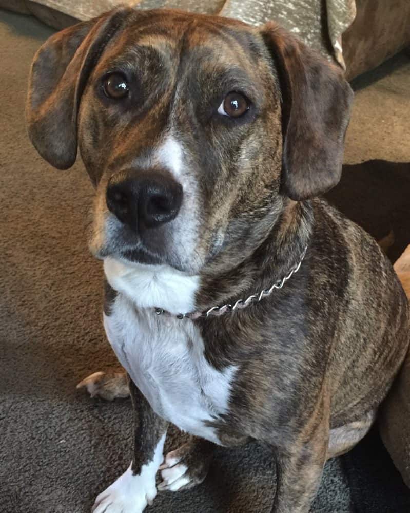 Pitbull Beagle Mix Facts