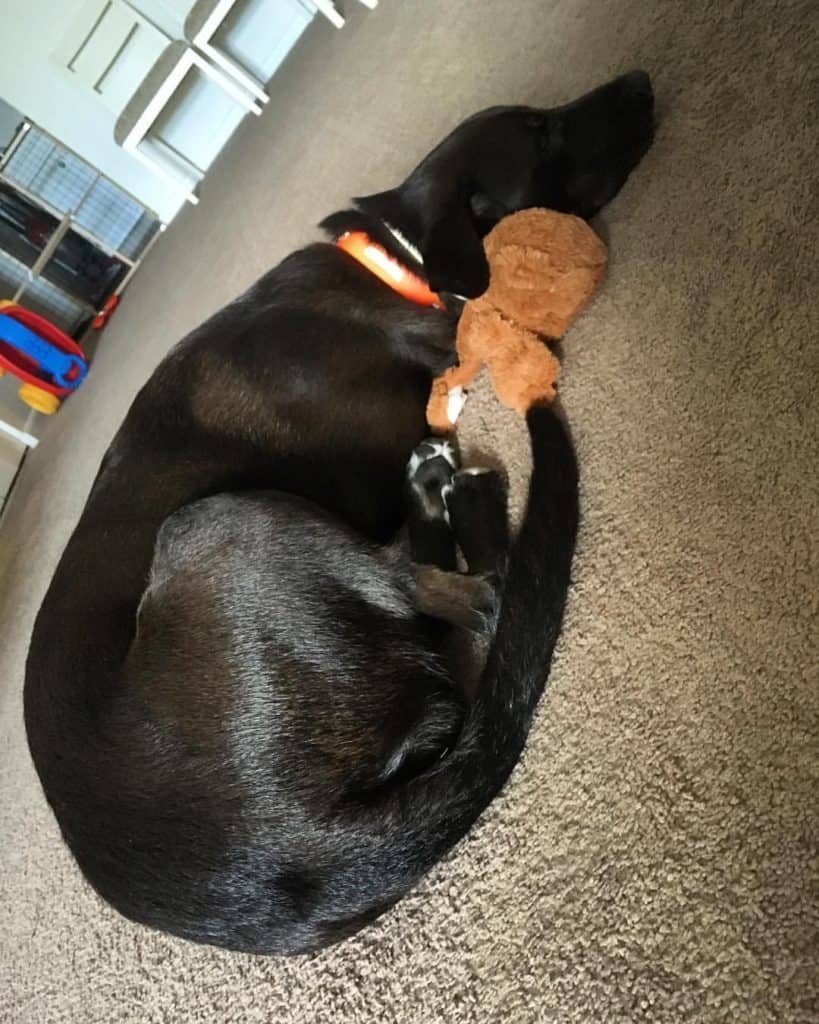 Labrador Greyhound Mix Facts