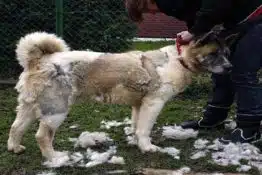 Top 10 Worst Shedding Dog Breeds To Own
