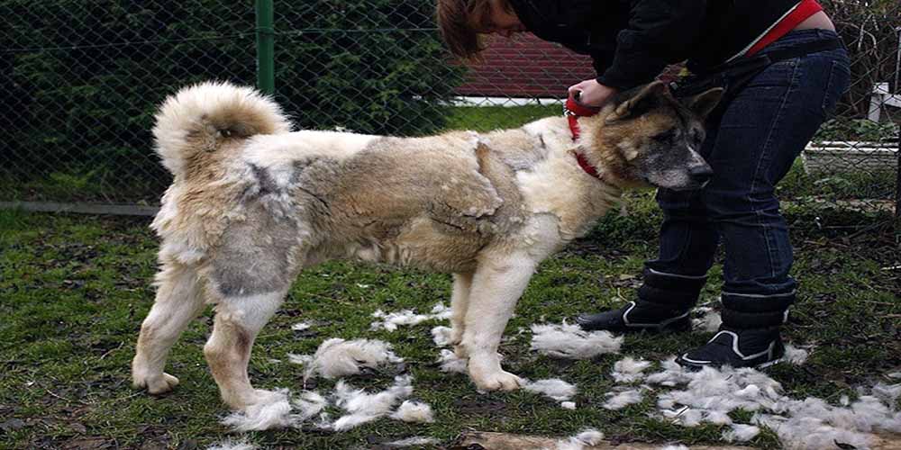 Top 10 Worst Shedding Dog Breeds To Own
