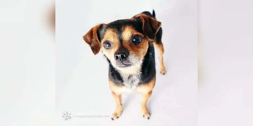 Chihuahua Beagle Mix Facts