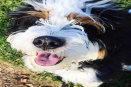 Bernese Mountain Dog + Poodle Mix (Bernedoodle) Reviewed