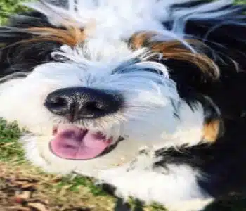Bernese Mountain Dog Poodle Mix (Bernedoodle) Reviewed