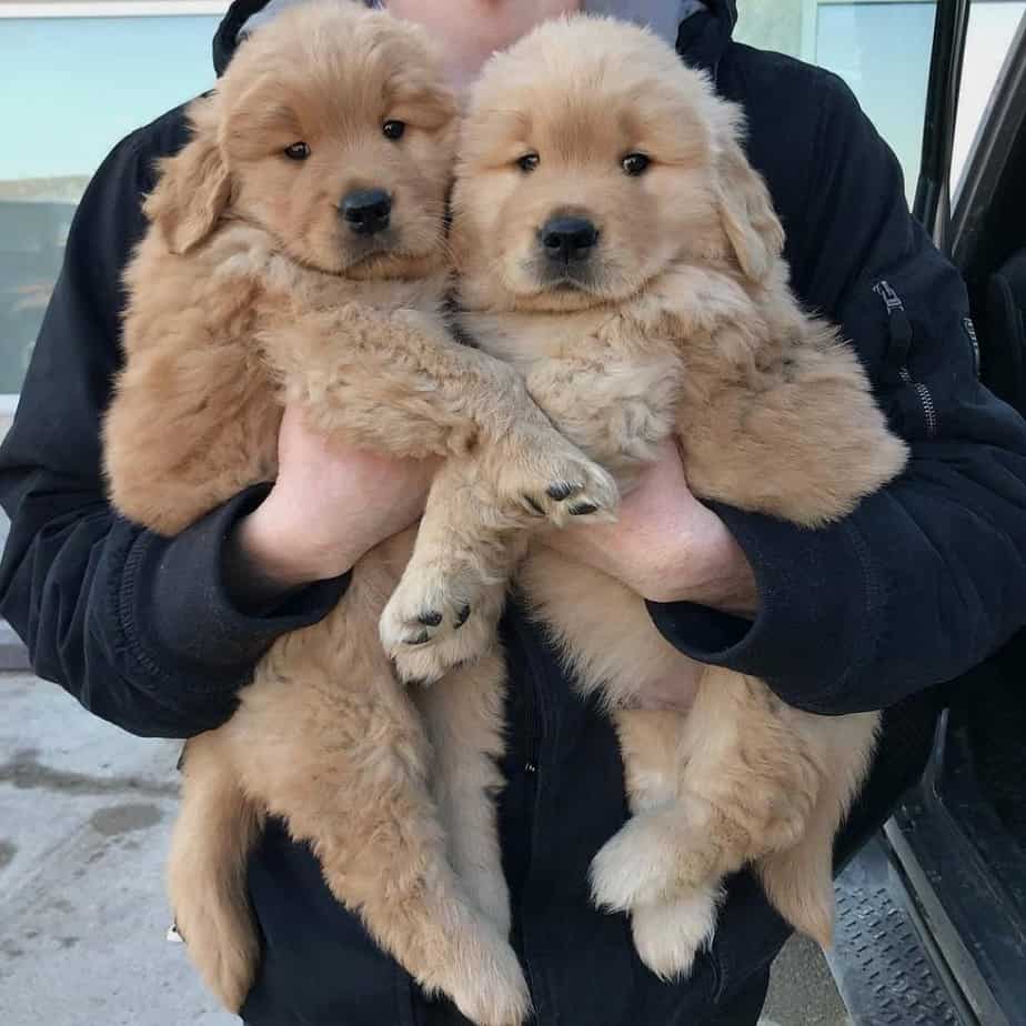 The Perfect Mix Golden Retriever and Black Lab Mix How Pet Care