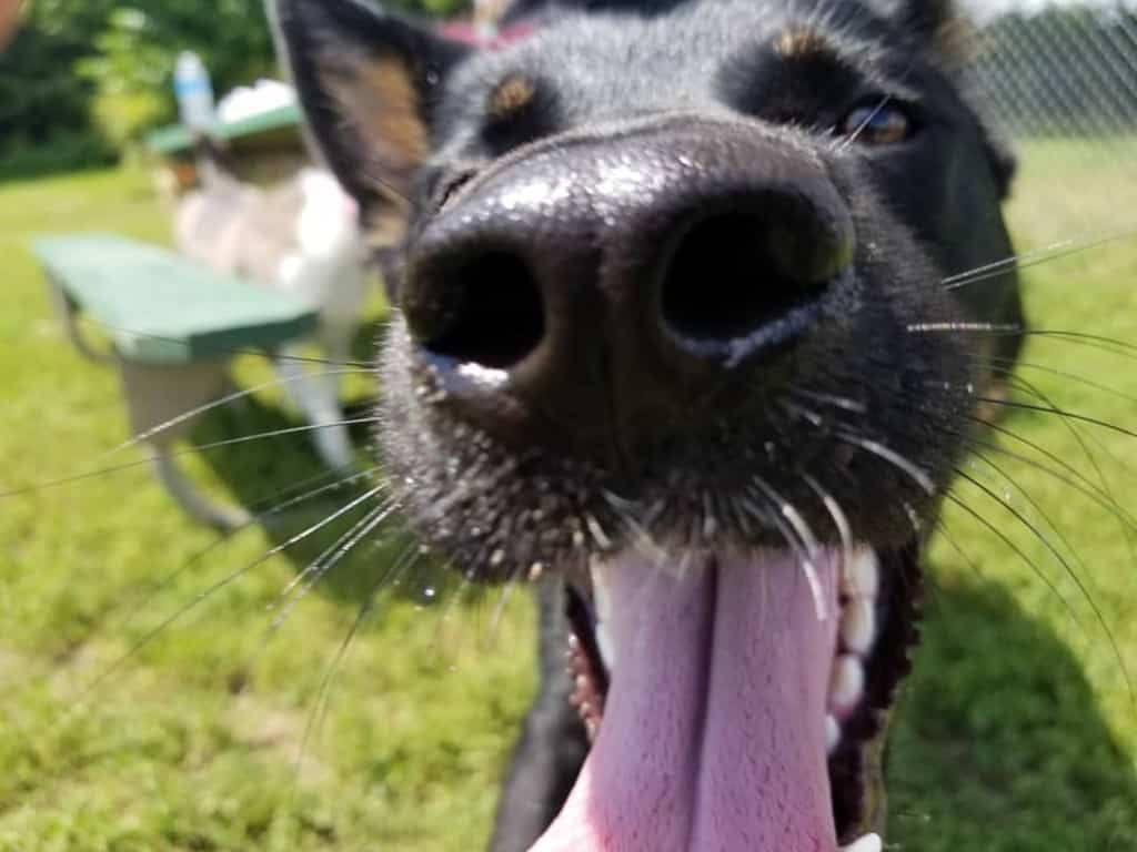 German Shepherd Blue Heeler Mix Facts Alpha Paw