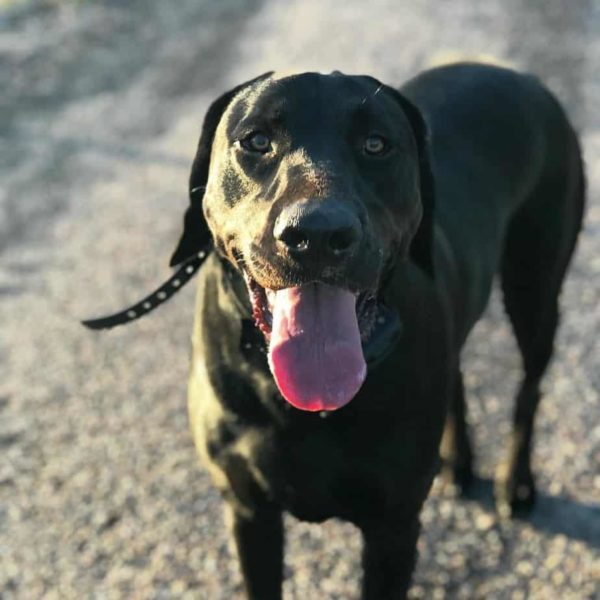 Mastiff Lab Mix Facts