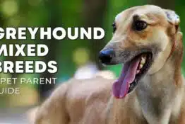 40+ Greyhound Mix Breeds