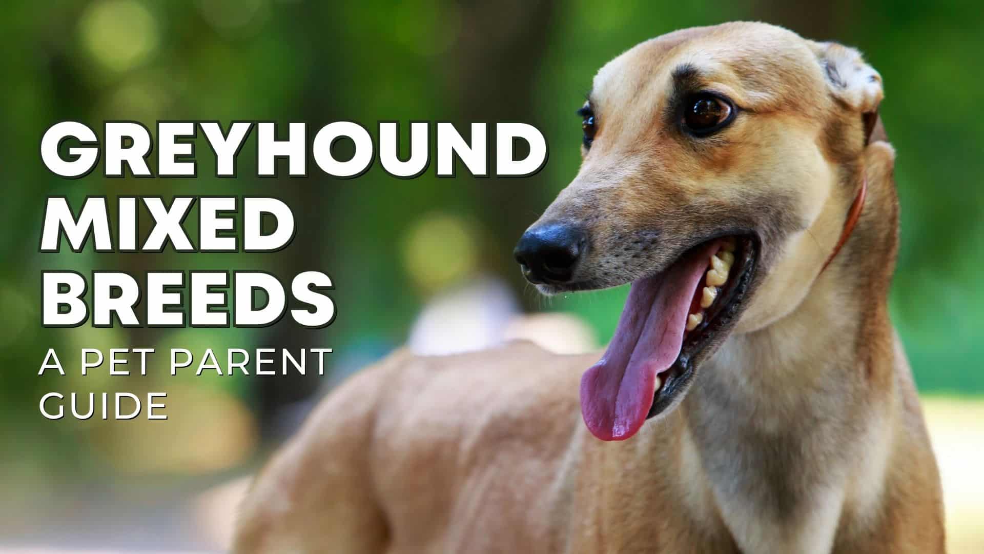 40+ Greyhound Mix Breeds