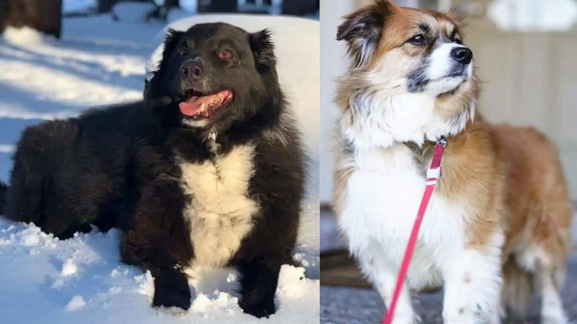 chow chow border collie mix