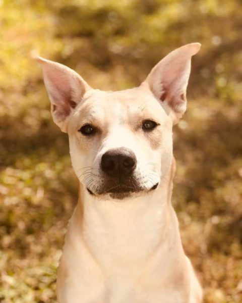 Husky Pitbull Mix Facts | Alpha Paw