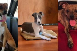 44 Whippet Mix Breeds Types That Are Timeless