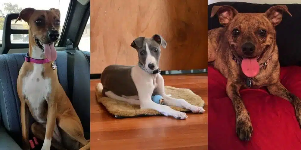 44 Whippet Mix Breeds Types That Are Timeless