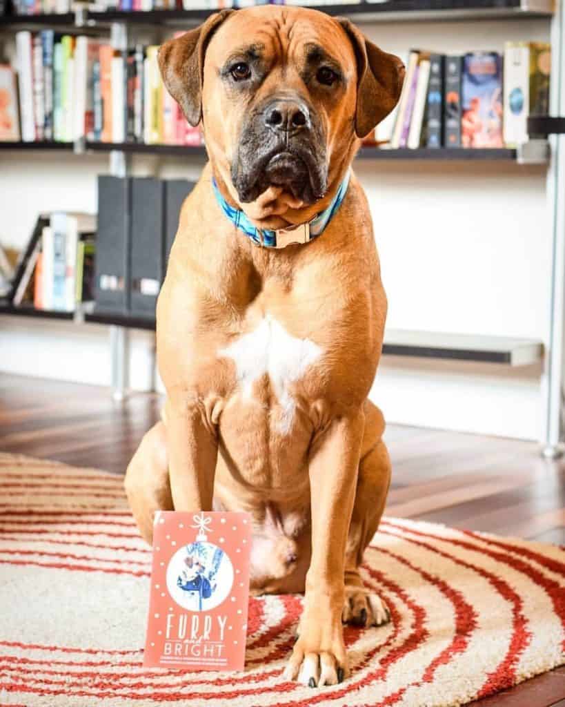 Lab Boxer Mix Facts Alpha Paw