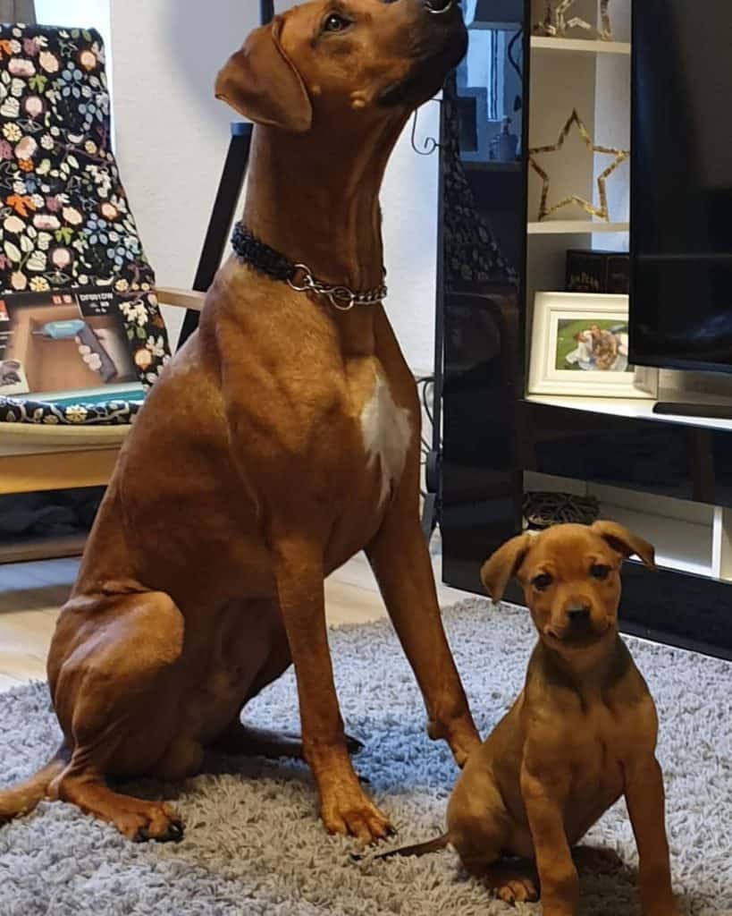 Labrador Rhodesian Ridgeback Mix Facts - Alpha Paw