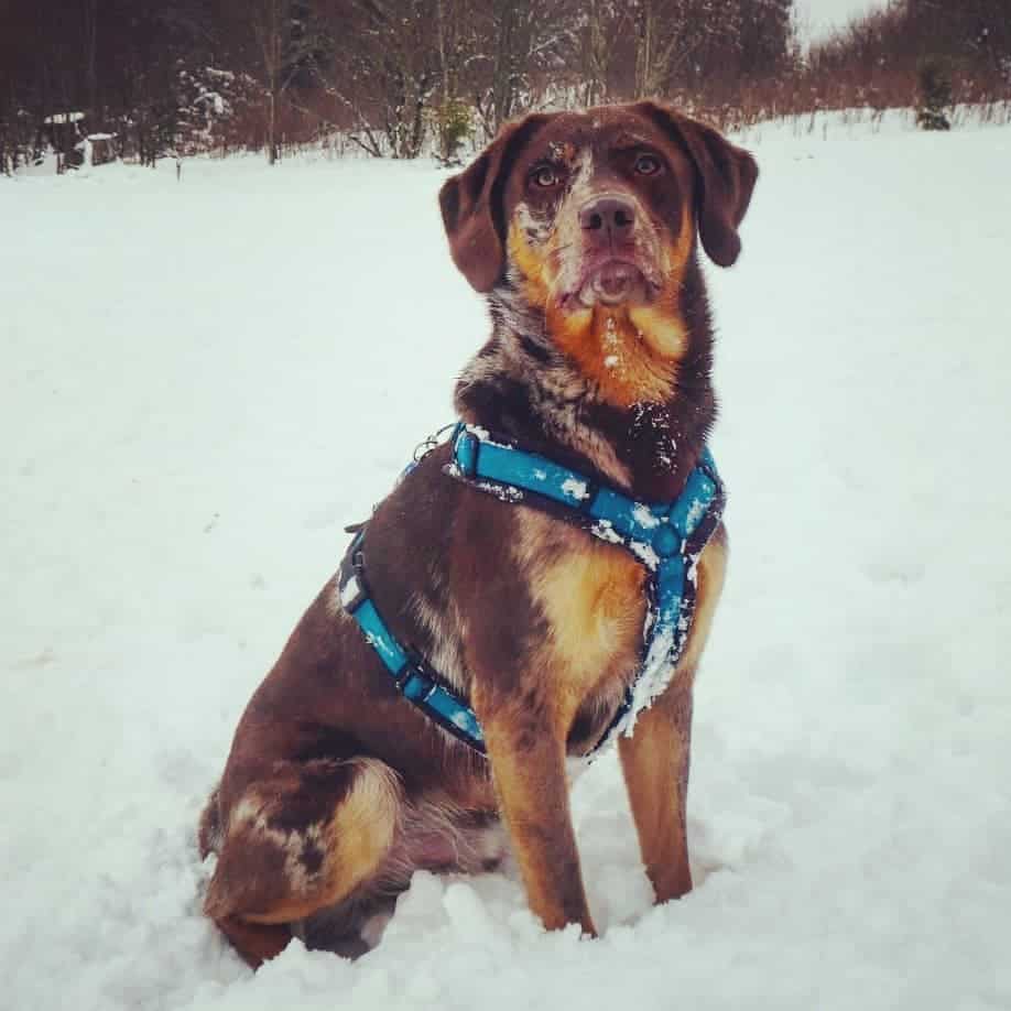 Lab Australian Shepherd Mix Facts Alpha Paw