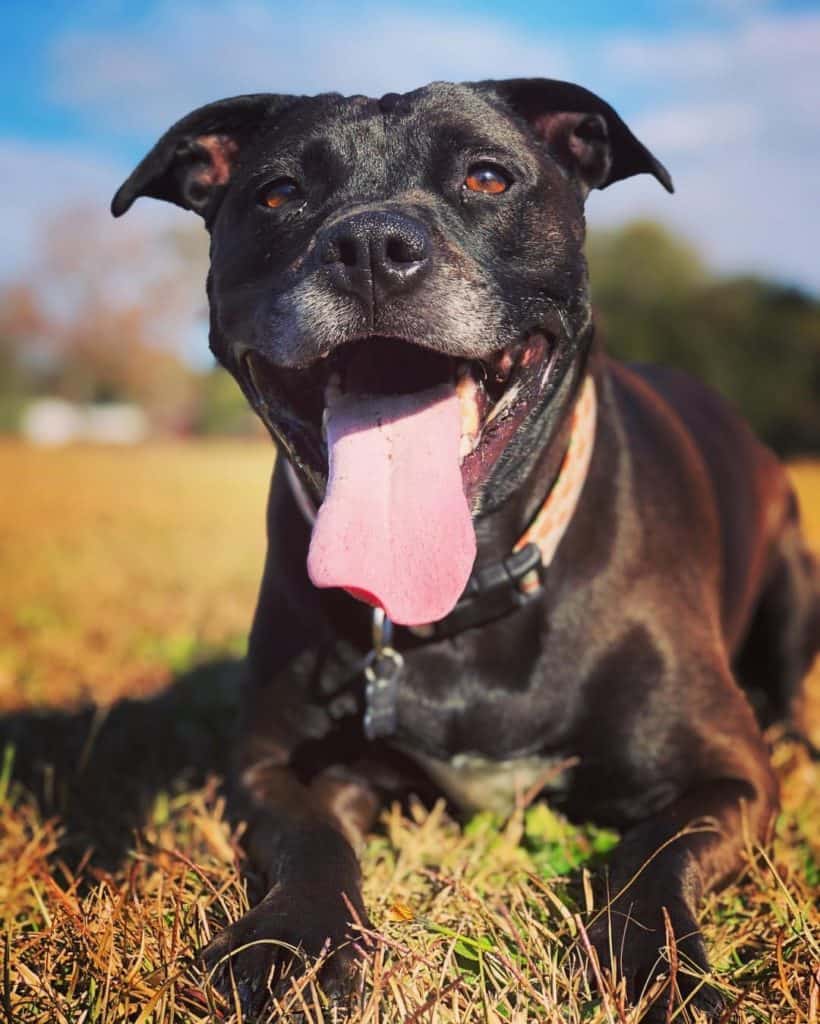 Lab Boxer Mix Facts Alpha Paw