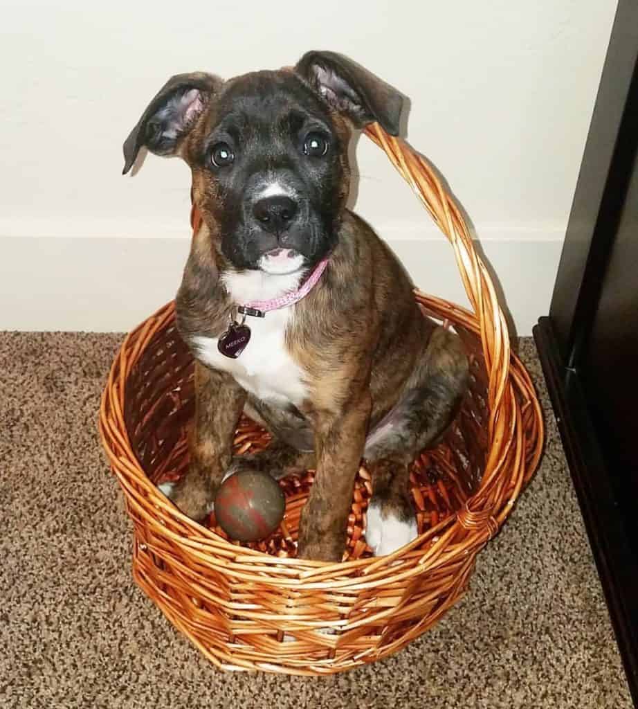 Lab Boxer Mix Facts Alpha Paw