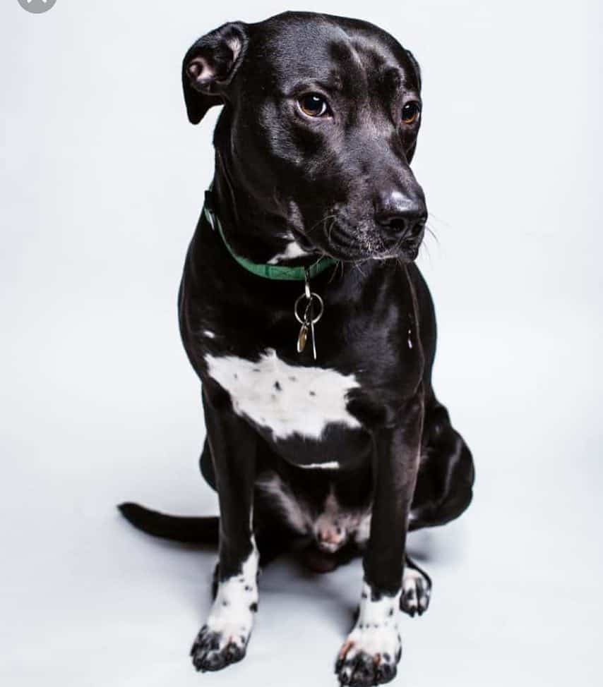 Lab Boxer Mix Facts Alpha Paw