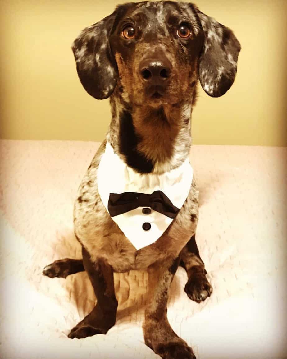 Lab Dachshund Mix Facts Alpha Paw