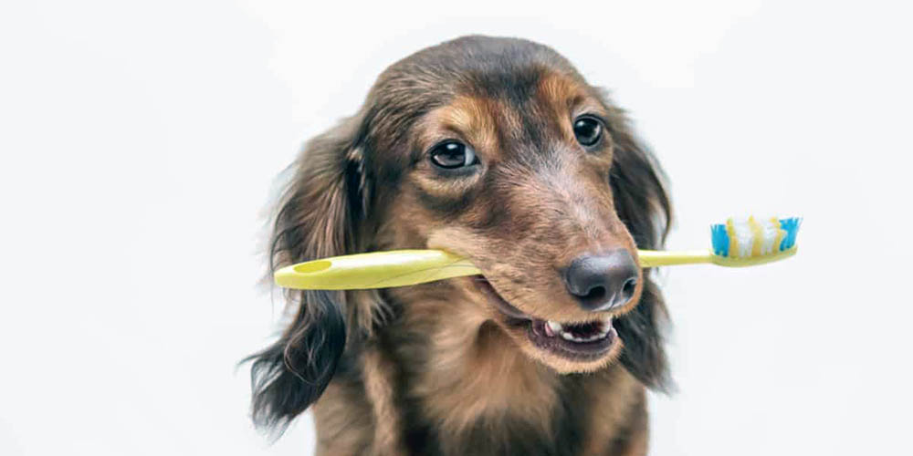 Dachshund Care: Keeping Your Pup Happy and Healthy
