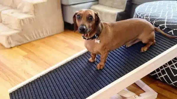 The Best Dachshund Ramp: A Dog Owner’s Guide