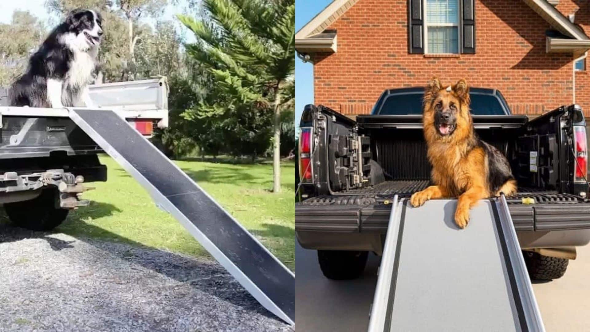 Best Dog Ramp for a Truck: A Buying Guide for Pet Parents