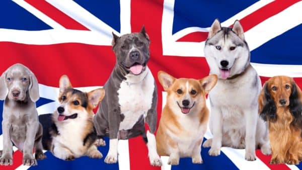 Best UK Dog Food Brands: A Review