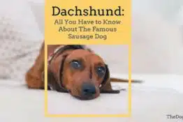 Dachshund: The Ultimate Guide of The Famous Sausage Dog
