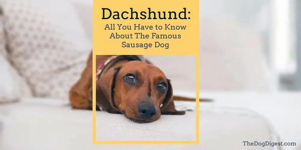 Dachshund: The Ultimate Guide of The Famous Sausage Dog