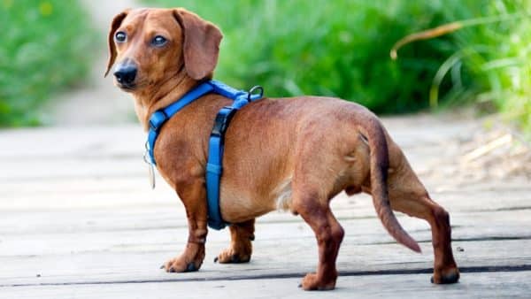 Dachshund Back Problems: Warning Signs and Treatment