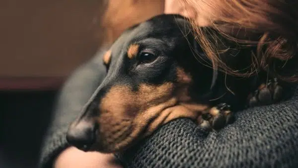 Dachshund Seizures: How to Avoid and Treat