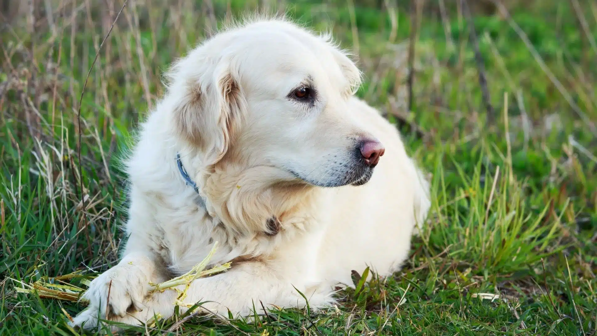 Things You Should Know About Owning a Golden Retriever - PetHelpful