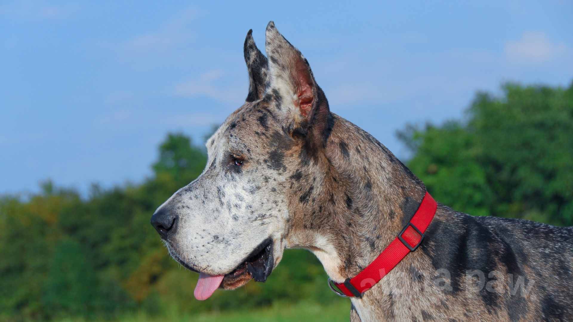 Great Dane Dachshund Mix: When Big and Small Collide