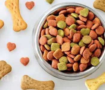 Ingredients to Avoid in Dog Food: The Shakedown