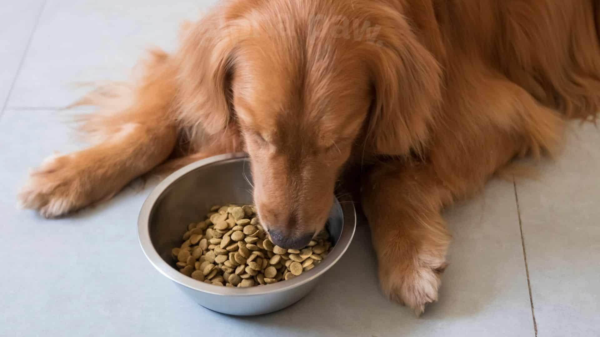 Life Abundance Dog Food: A Comprehensive Review - Alpha Paw