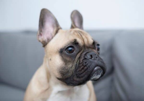 Demontere homoseksuel Foresee Pug French Bulldog Facts