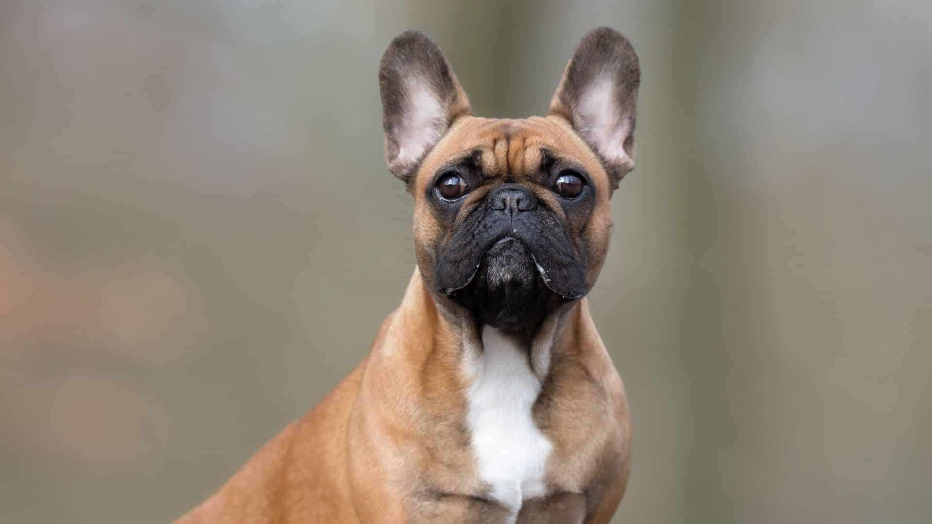 Rykke Indica Anvendelig Pug French Bulldog Facts