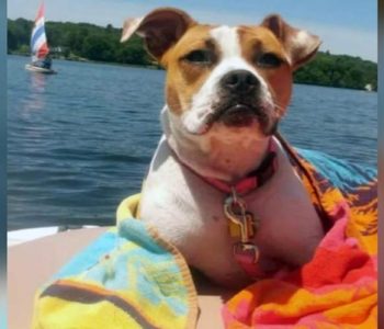 Beagle Boxer Mix Facts