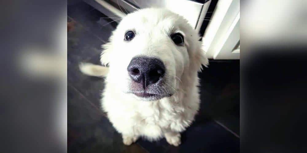 Lab Great Pyrenees Mix Facts