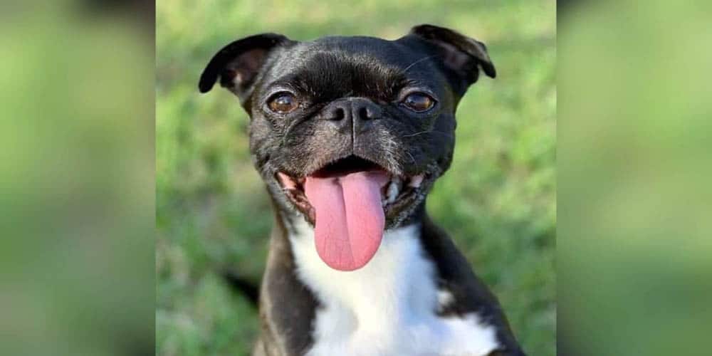 Pug Boston Terrier Mix Facts