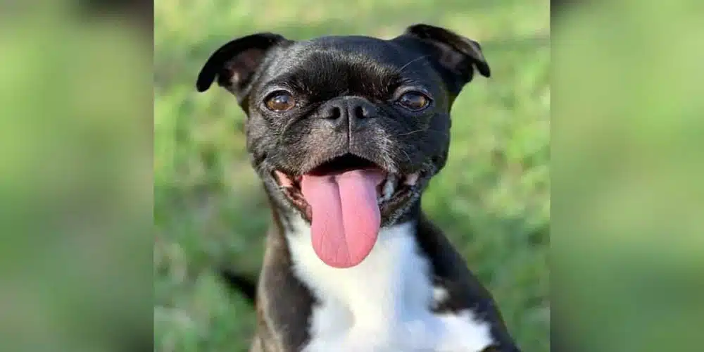 Pug Boston Terrier Mix Facts