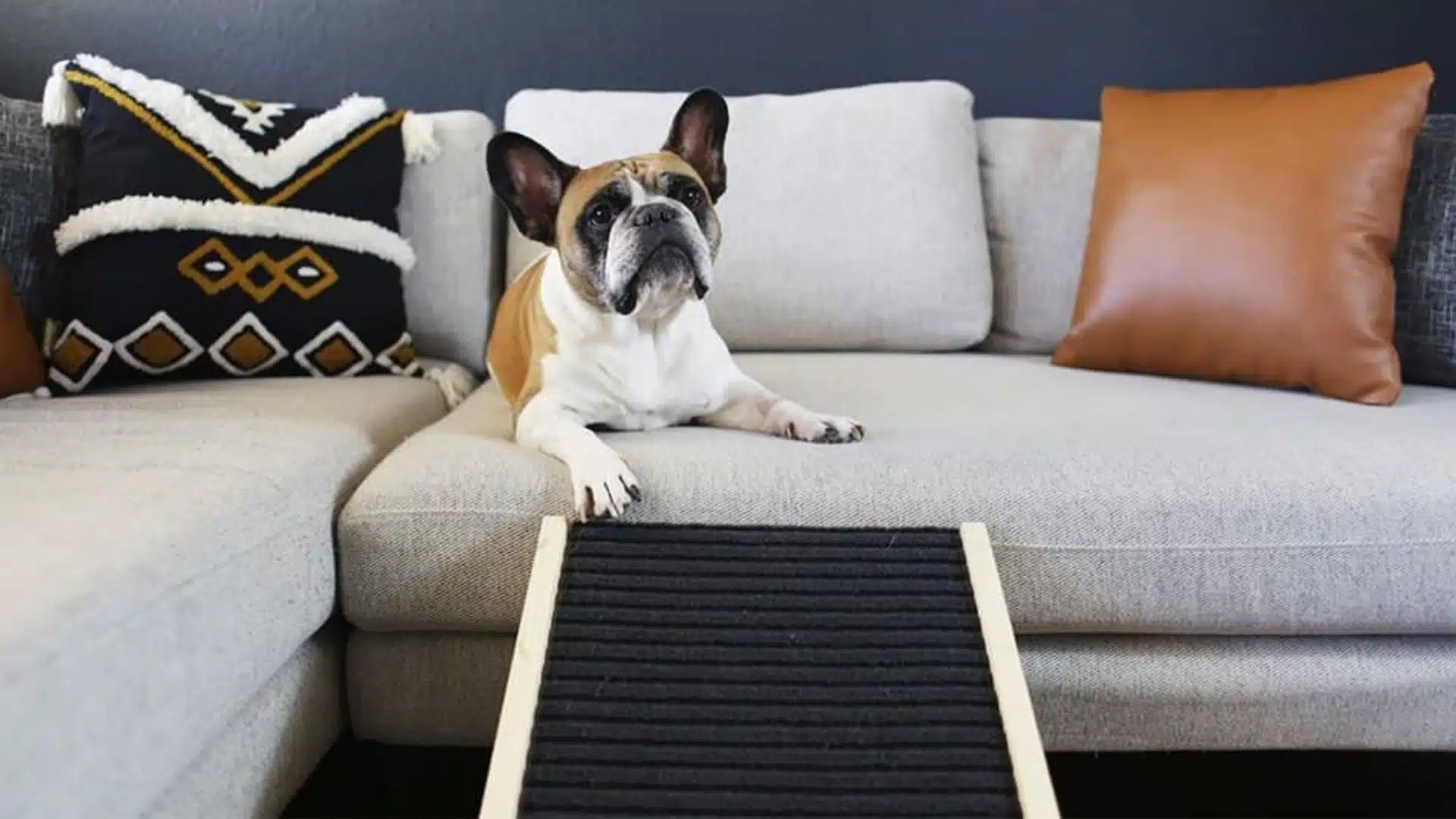 When Does Your Dog Need a Ramp?