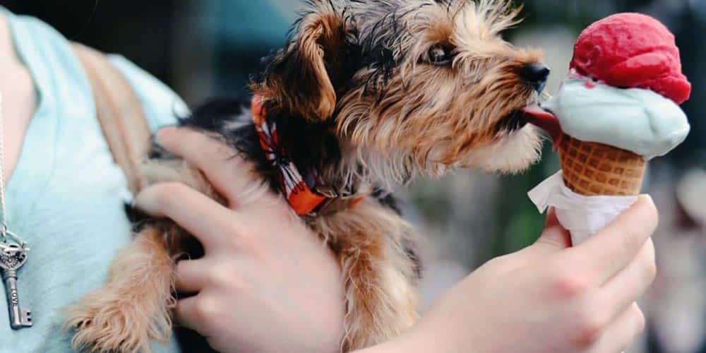 Dachshund Yorkie Mix: The Ultimate Dorkie Guide