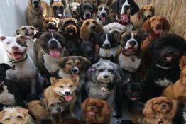 Top 20 Best Dog Breeds to Own in 2020