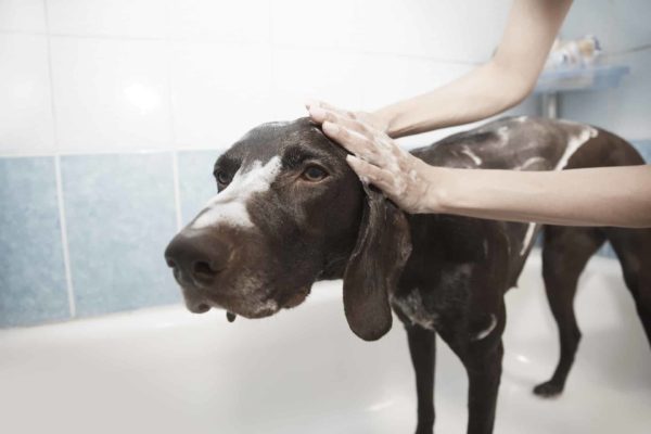 Top 10 Facts About Your Dog’s Grooming