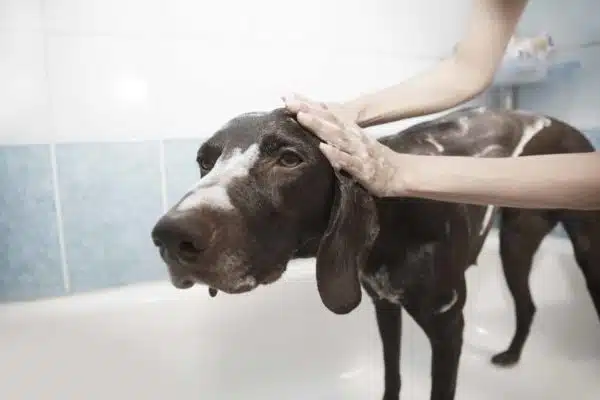 Top 10 Facts About Your Dog’s Grooming