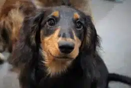 Long Haired Dachshund: The Gorgeous Dog with Luscious Locks